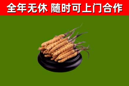 贵阳市回收散虫草