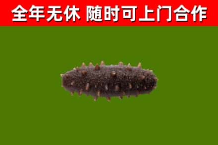 贵阳市回收海参干